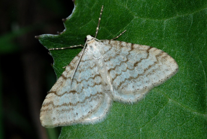 Geometridae:  Scotopteryx chenopodiata e Mesotype verberata